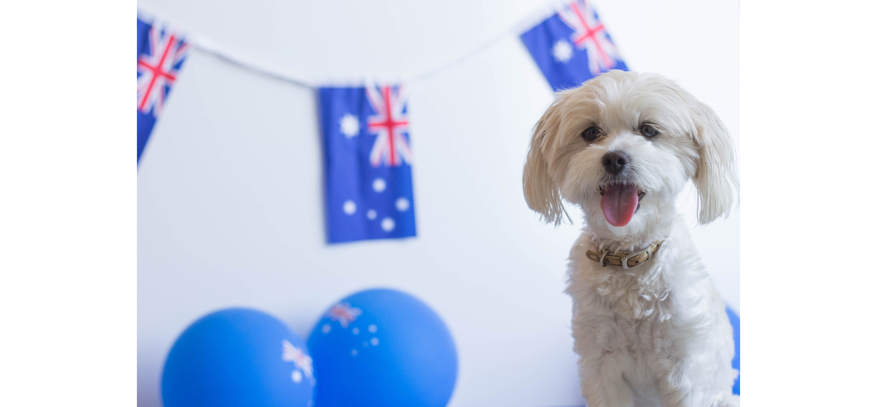 4 Tips to Keep Your Dog Safe this Australia Day